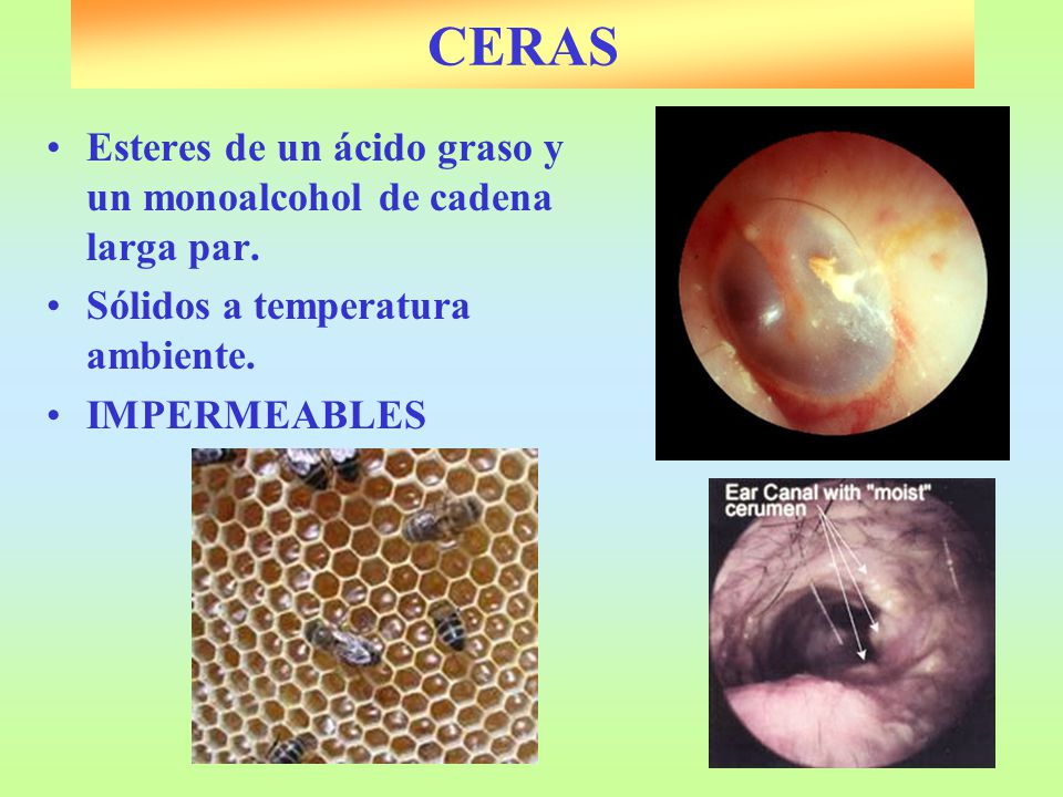CERAS Esteres de un ácido graso y un monoalcohol de cadena larga par.