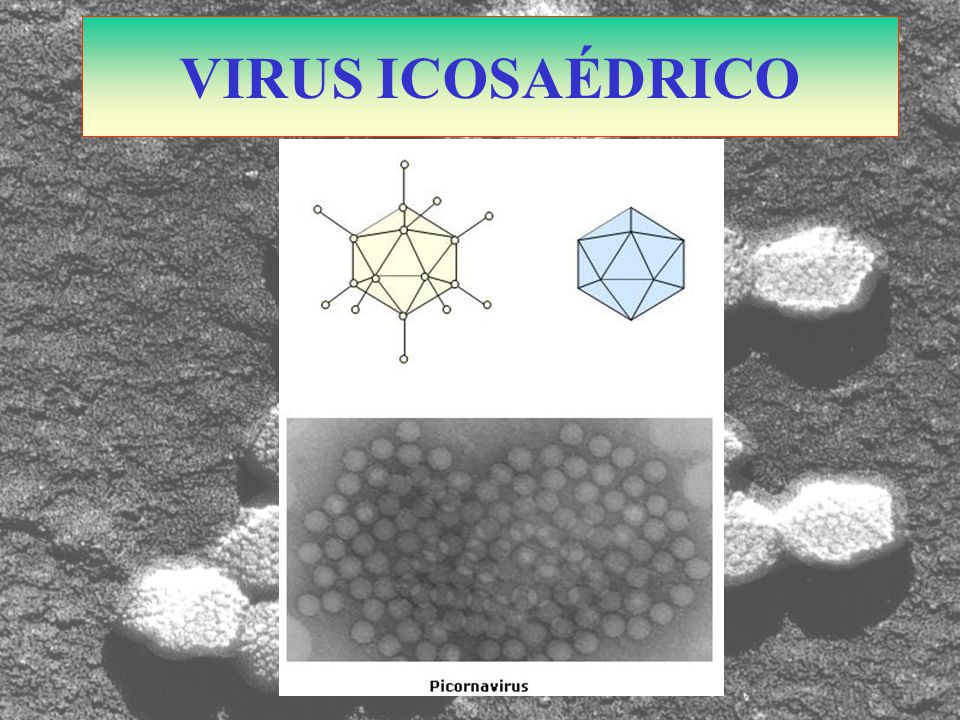 VIRUS ICOSAÉDRICO