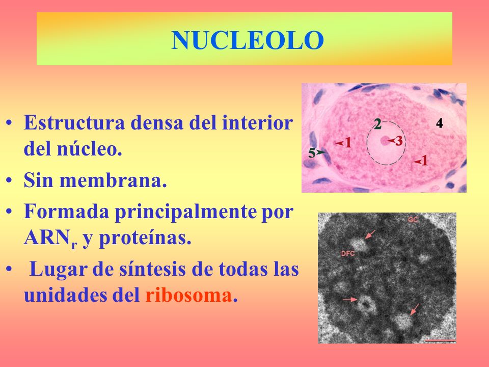 NUCLEOLO Estructura densa del interior del núcleo. Sin membrana.
