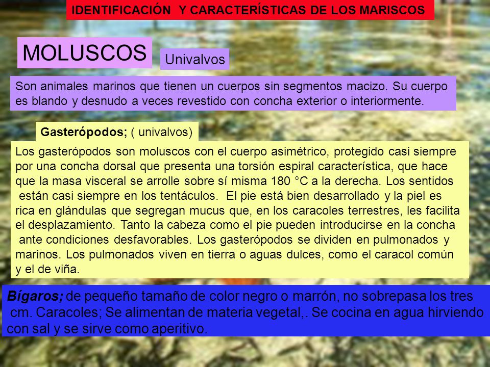 IDENTIFICACIÓN Y CARACTERÍSTICAS DE LOS MARISCOS. MOLUSCOS. Univalvos. Son animales marinos que tienen un cuerpos sin segmentos macizo. Su cuerpo.
