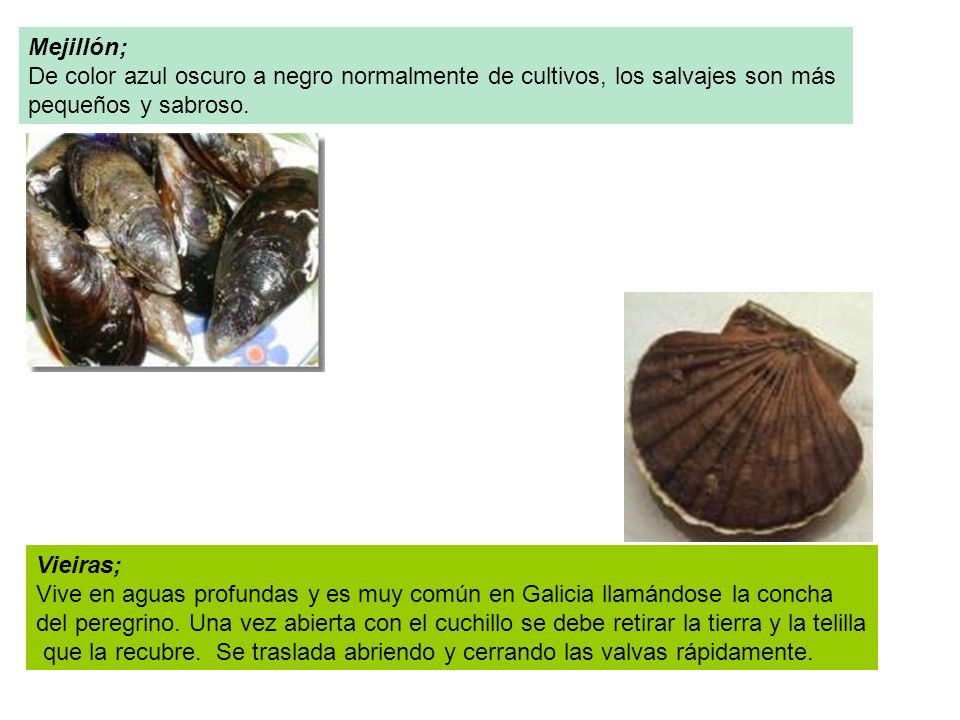 Mejillón; De color azul oscuro a negro normalmente de cultivos, los salvajes son más. pequeños y sabroso.