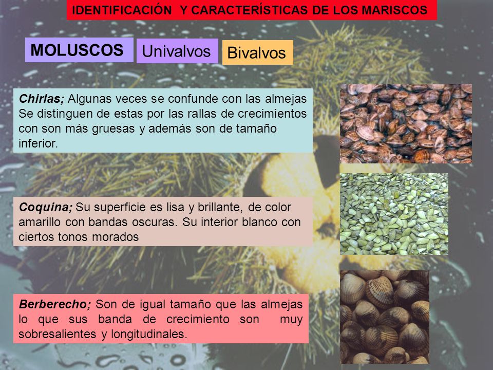 MOLUSCOS Univalvos Bivalvos IDENTIFICACIÓN