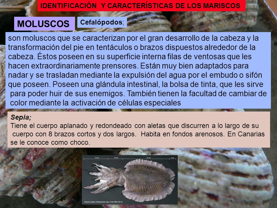 IDENTIFICACIÓN Y CARACTERÍSTICAS DE LOS MARISCOS. MOLUSCOS. Cefalópodos; son moluscos que se caracterizan por el gran desarrollo de la cabeza y la.
