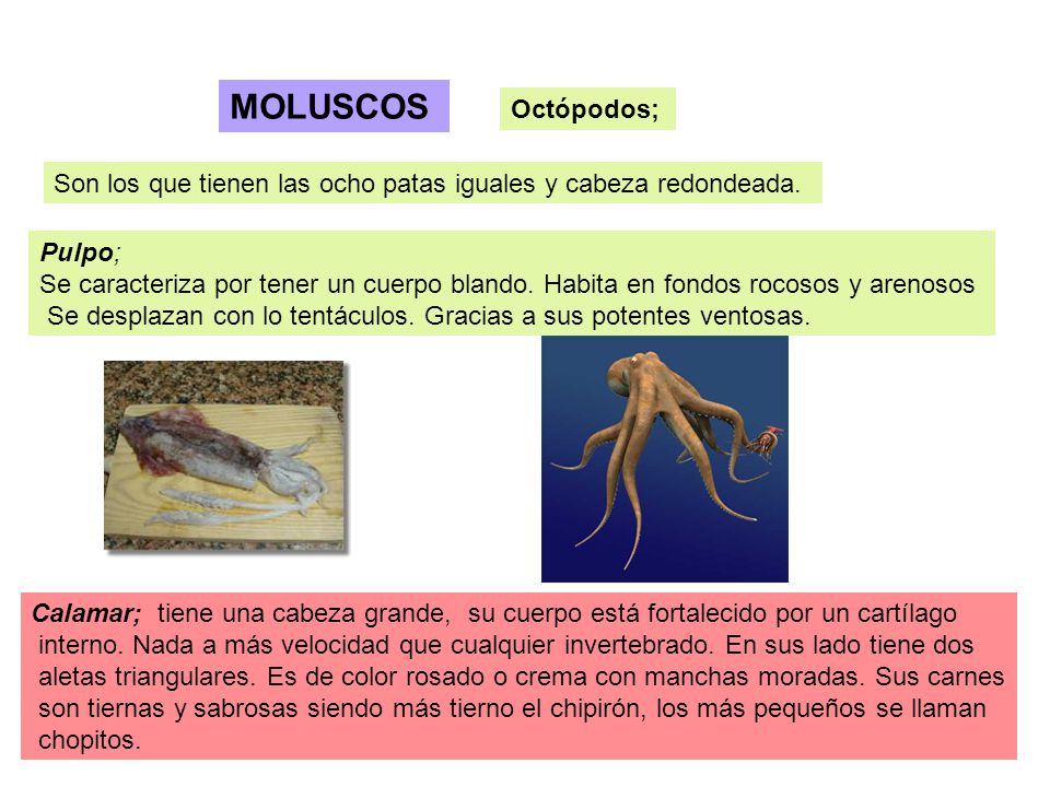 MOLUSCOS Octópodos; Son los que tienen las ocho patas iguales y cabeza redondeada. Pulpo;