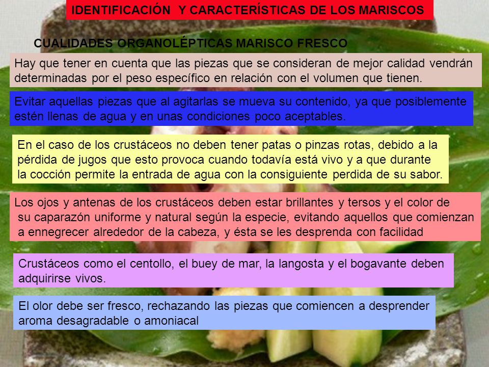 IDENTIFICACIÓN Y CARACTERÍSTICAS DE LOS MARISCOS. CUALIDADES ORGANOLÉPTICAS MARISCO FRESCO.