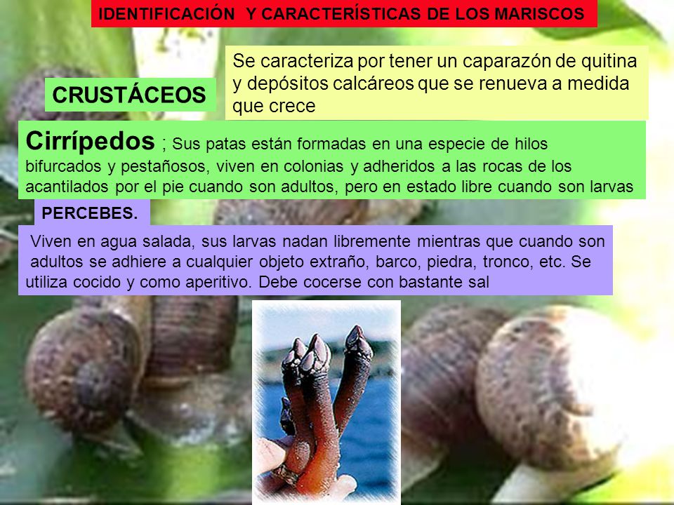 Cirrípedos ; Sus patas están formadas en una especie de hilos