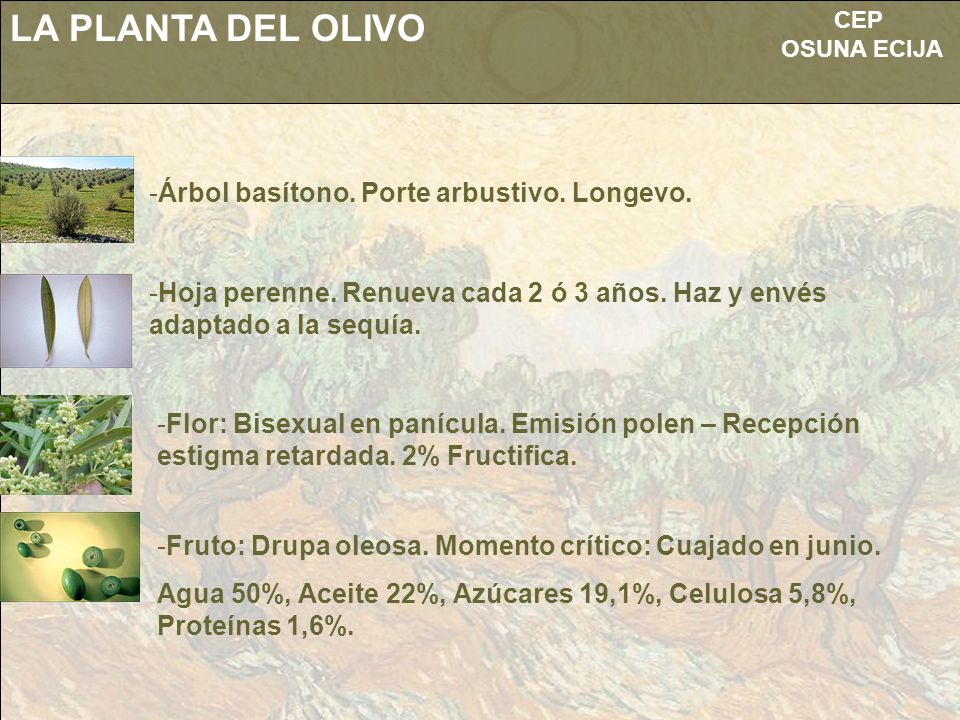 LA PLANTA DEL OLIVO Árbol basítono. Porte arbustivo. Longevo.