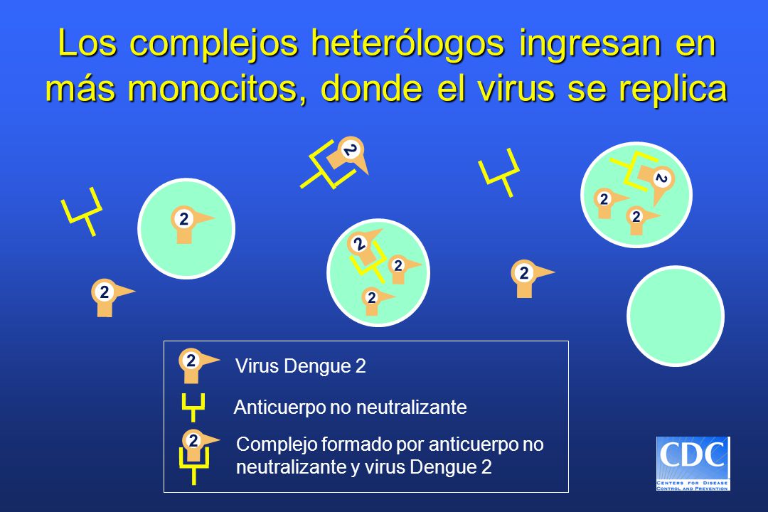 Los complejos heterólogos ingresan en más monocitos, donde el virus se replica