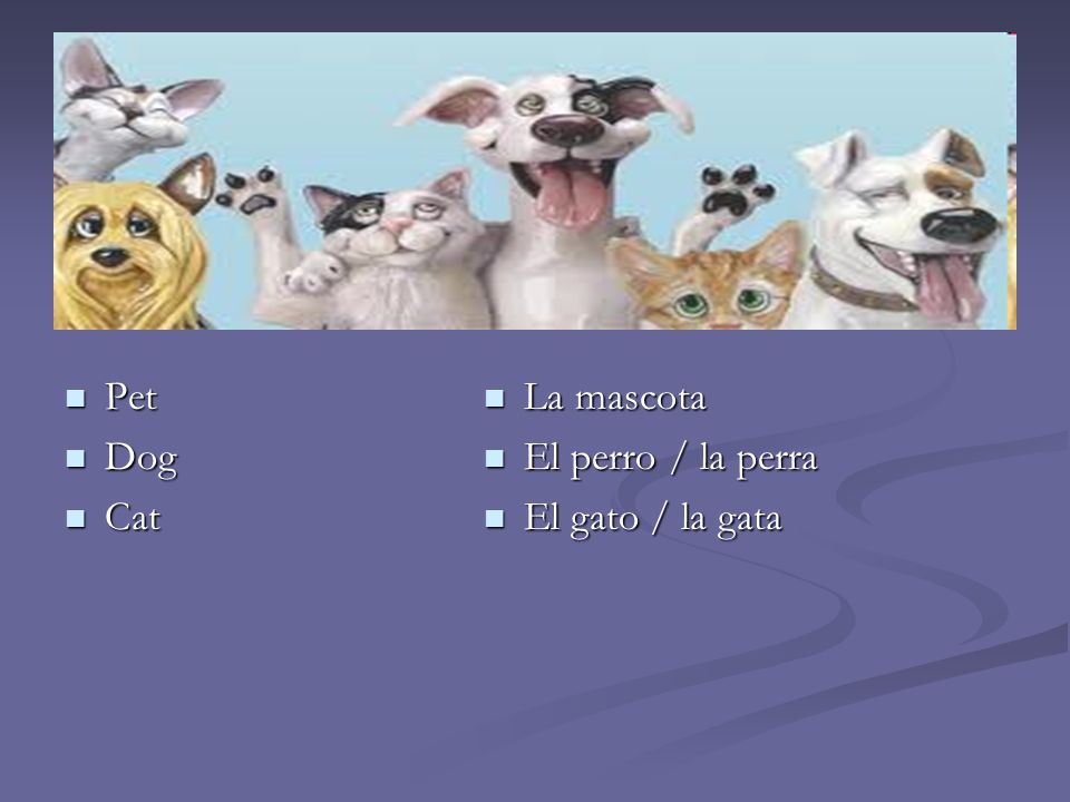 Pet Dog Cat La mascota El perro / la perra El gato / la gata