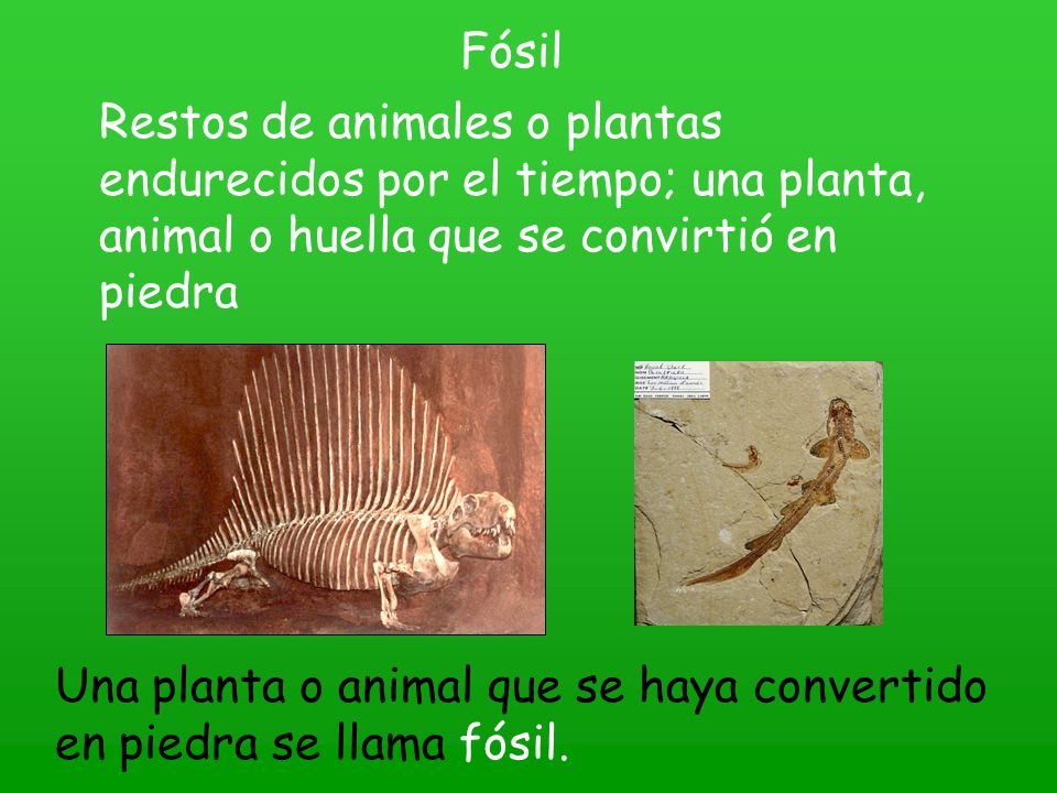 Fósil Restos de animales o plantas endurecidos por el tiempo; una planta, animal o huella que se convirtió en piedra.
