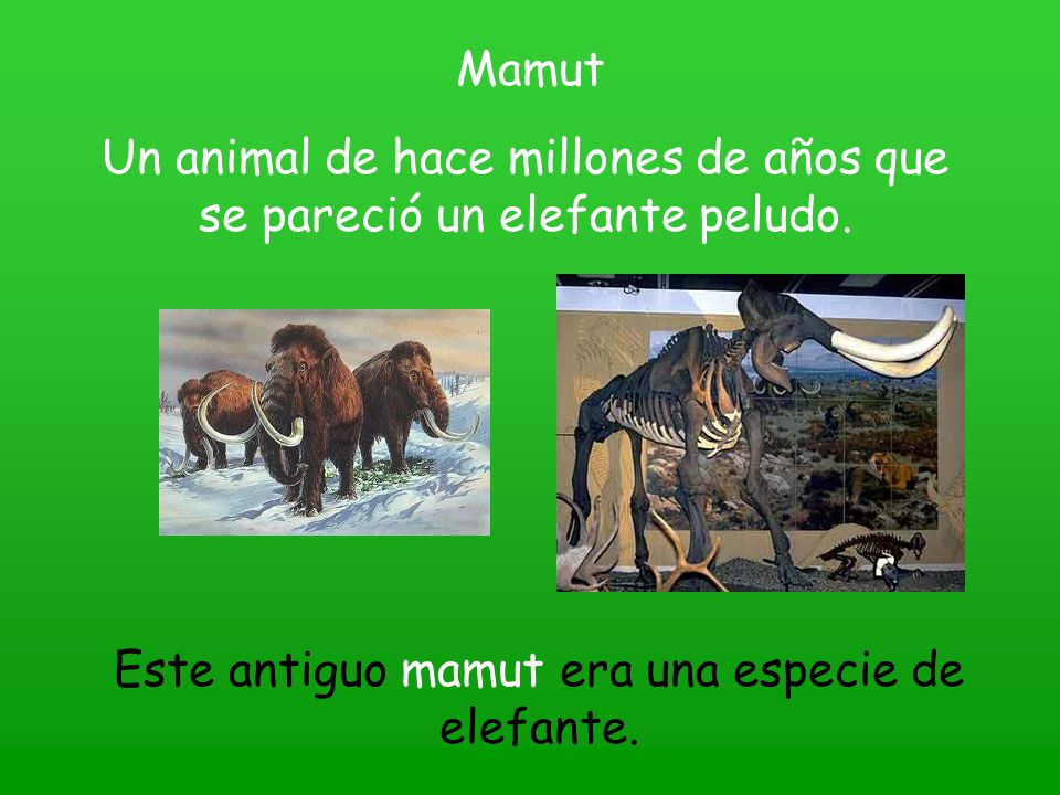Un animal de hace millones de años que se pareció un elefante peludo.