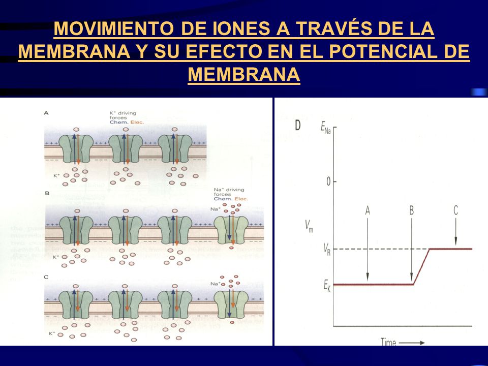 MOVIMIENTO DE IONES A TRAVÉS DE LA MEMBRANA Y SU EFECTO EN EL POTENCIAL DE MEMBRANA