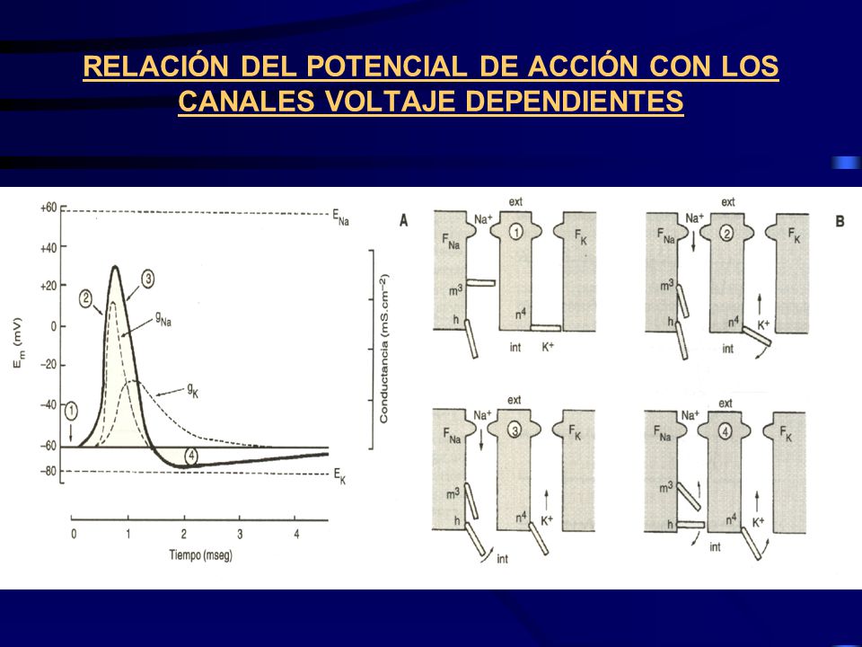 RELACIÓN DEL POTENCIAL DE ACCIÓN CON LOS CANALES VOLTAJE DEPENDIENTES