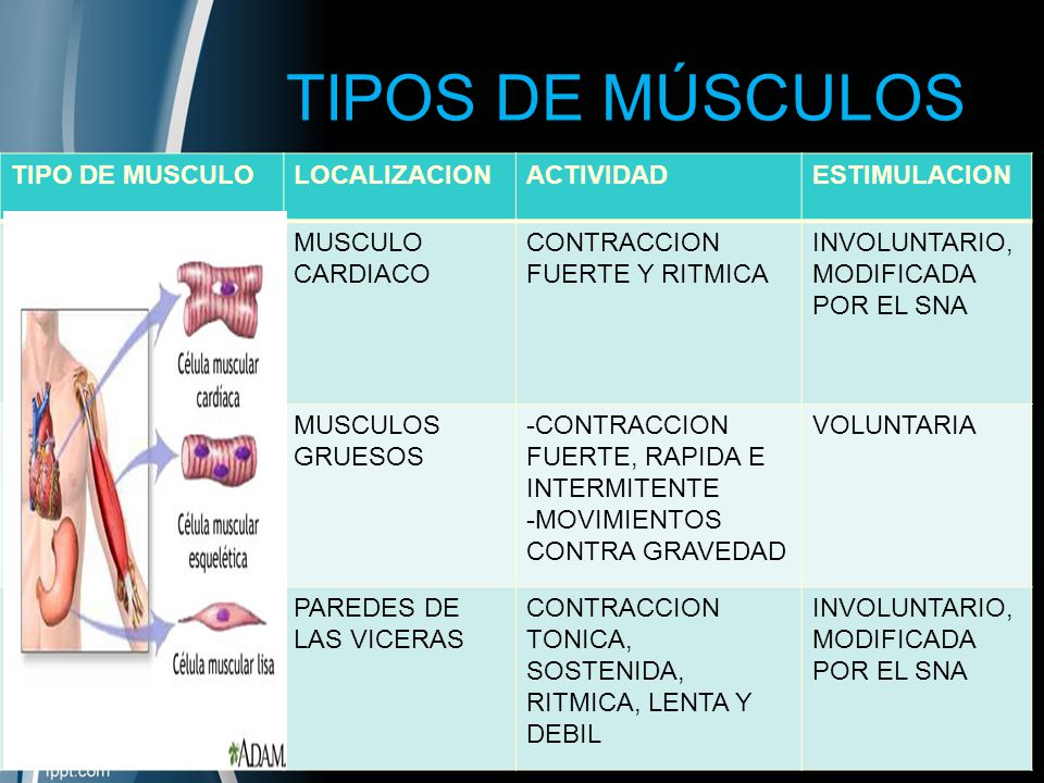 TIPOS DE MÚSCULOS TIPO DE MUSCULO LOCALIZACION ACTIVIDAD ESTIMULACION