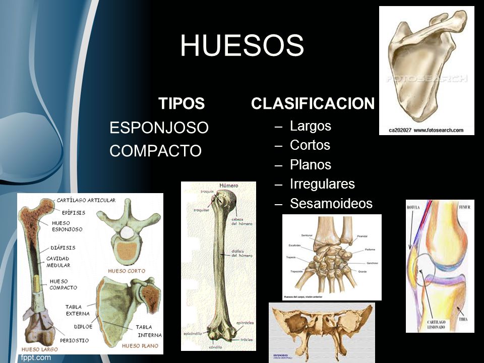 HUESOS TIPOS CLASIFICACION ESPONJOSO COMPACTO Largos Cortos Planos