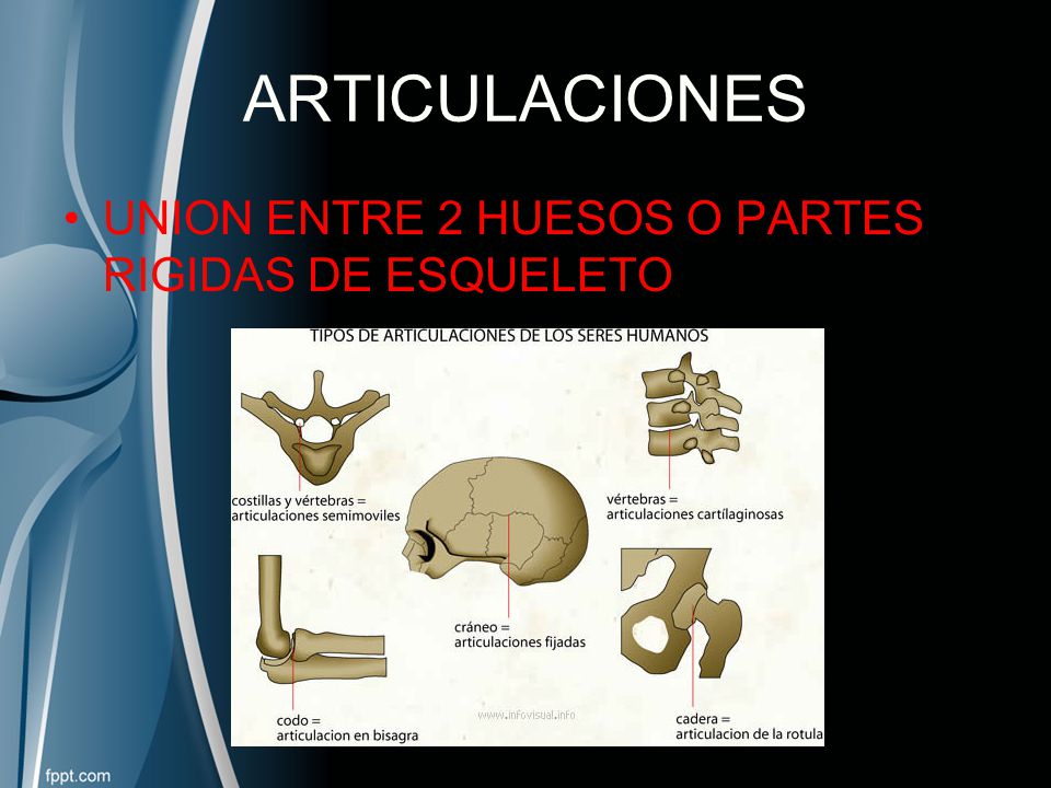 ARTICULACIONES UNION ENTRE 2 HUESOS O PARTES RIGIDAS DE ESQUELETO