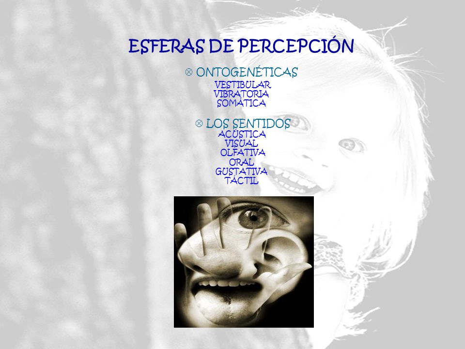 ESFERAS DE PERCEPCIÓN  ONTOGENÉTICAS VESTIBULAR VIBRATORIA SOMÁTICA  LOS SENTIDOS ACÚSTICA VISUAL OLFATIVA ORAL GUSTATIVA TÁCTIL