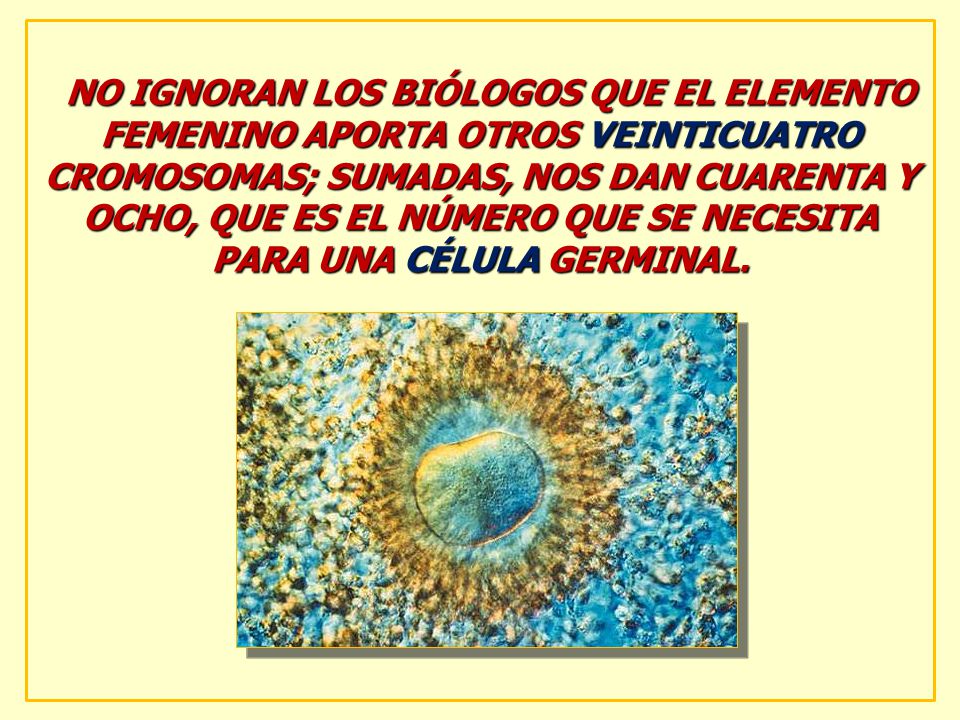 NO IGNORAN LOS BIÓLOGOS QUE EL ELEMENTO FEMENINO APORTA OTROS VEINTICUATRO CROMOSOMAS; SUMADAS, NOS DAN CUARENTA Y OCHO, QUE ES EL NÚMERO QUE SE NECESITA PARA UNA CÉLULA GERMINAL.