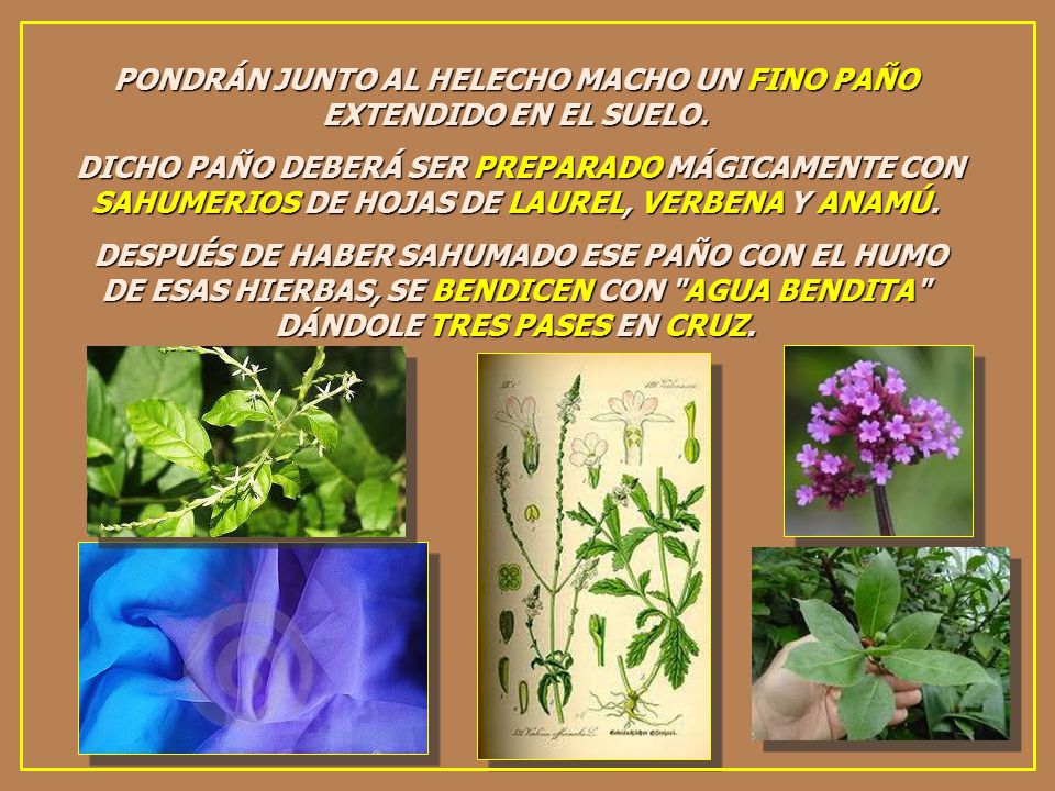 PONDRÁN JUNTO AL HELECHO MACHO UN FINO PAÑO EXTENDIDO EN EL SUELO.