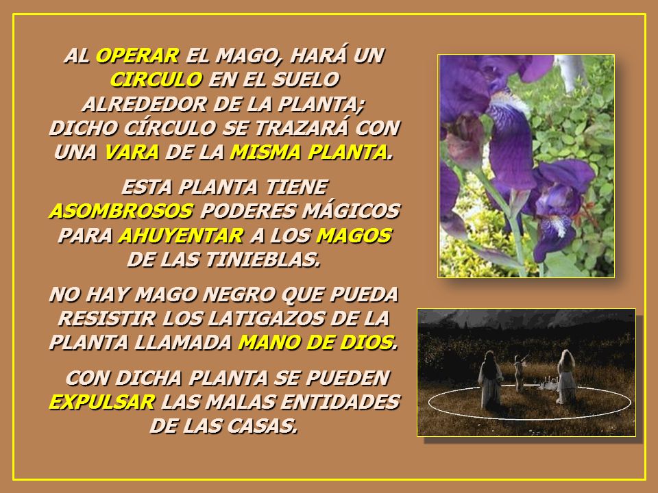 CON DICHA PLANTA SE PUEDEN EXPULSAR LAS MALAS ENTIDADES DE LAS CASAS.