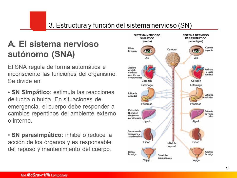 5. Sistema endocrino El sistema endocrino y el SNA se encargan de la homeostásis. Está formado por diferentes glándulas: