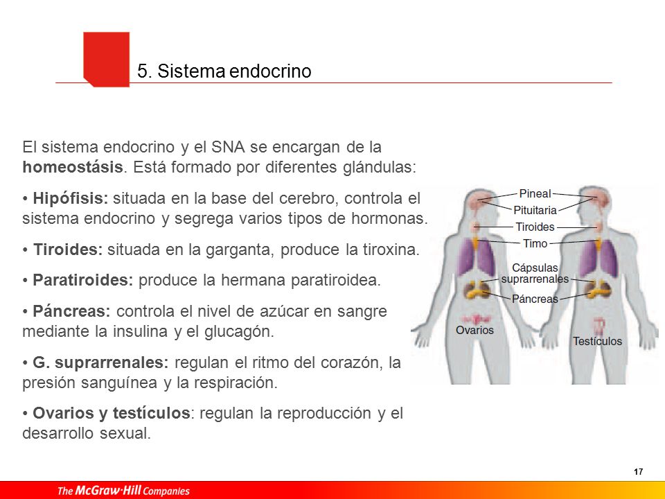6. Métodos de exploración cerebral