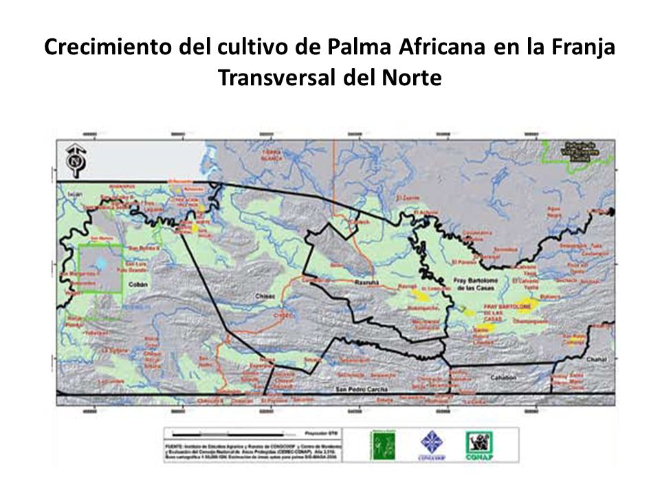 Crecimiento del cultivo de Palma Africana en la Franja Transversal del Norte