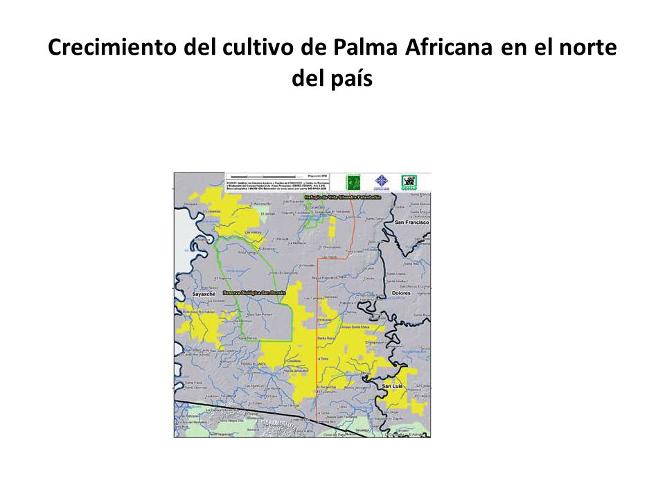 Crecimiento del cultivo de Palma Africana en el norte del país