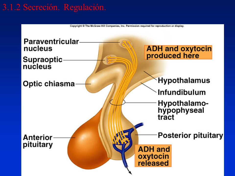 3.1.2 Secreción. Regulación. La secreción de AVP se sintetiza vía un precursor del polipéptido que incluya AVP, neurofisina, y copeptina.