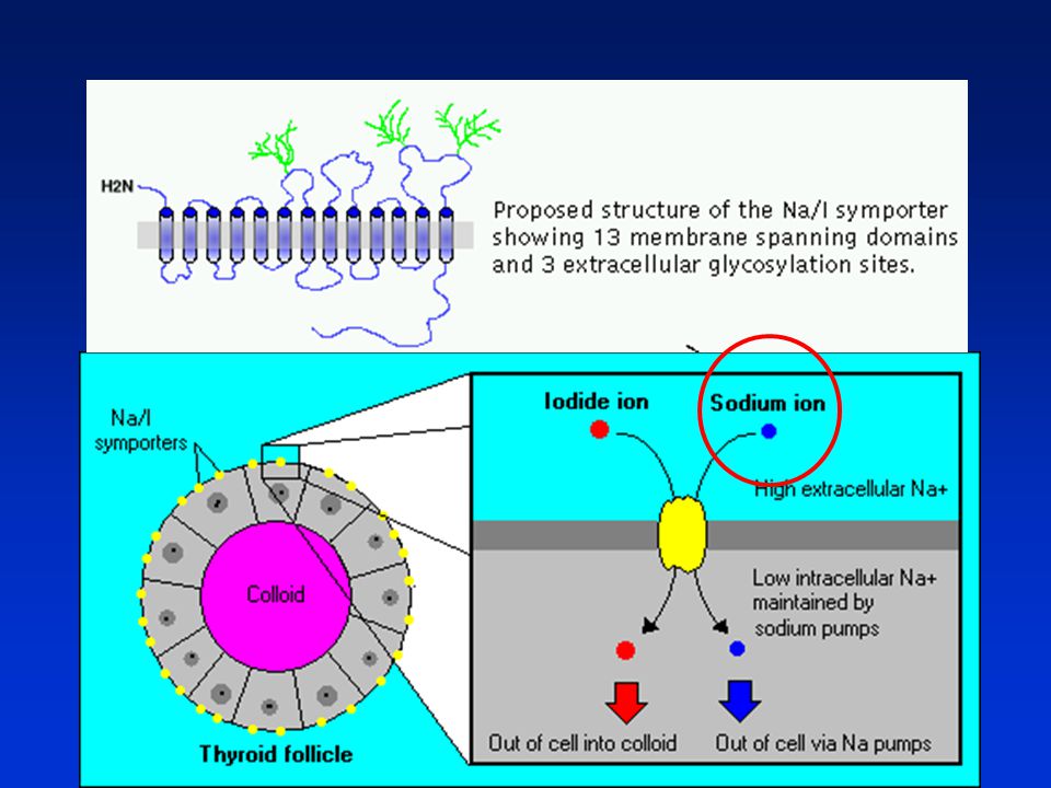 As its name indicates, the sodium-iodide symporter simultaneously transports both Na+ and I- ions from extracellular fluid (i.e.