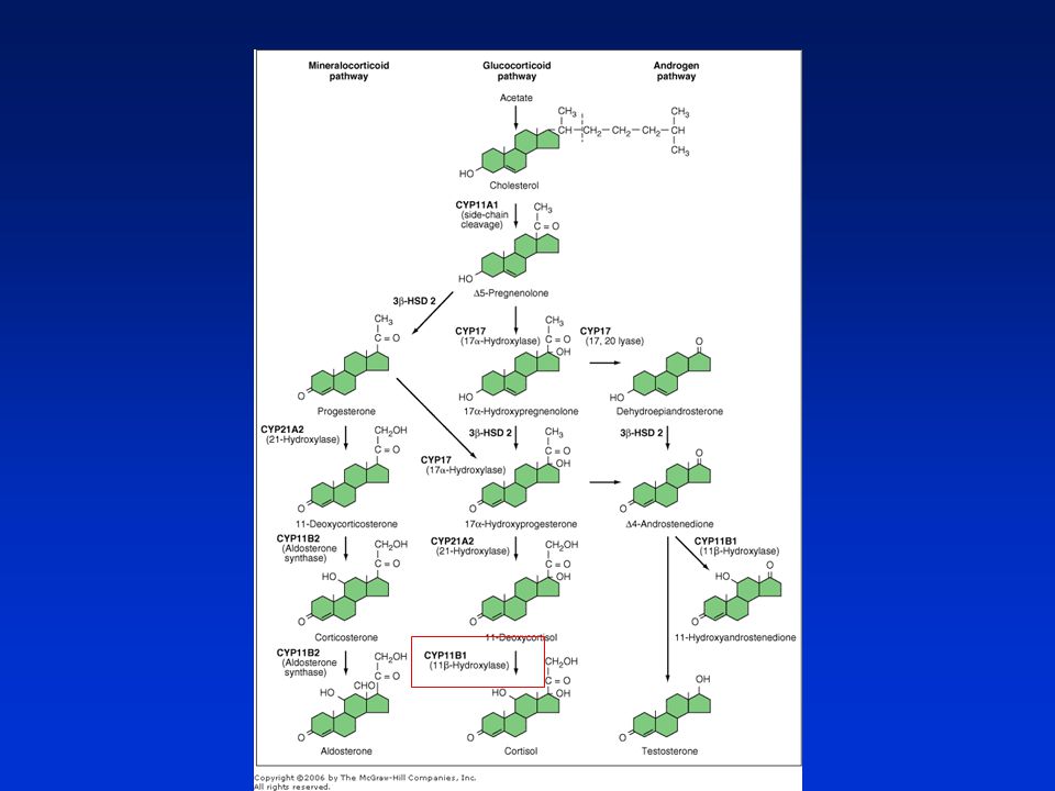 The plasma concentration of cortisol is determined by the rate of secretion, the rate of inactivation, and the rate of excretion of free cortisol.