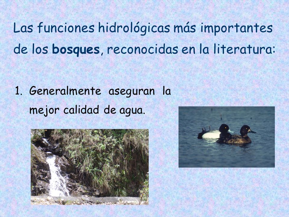 Las funciones hidrológicas más importantes de los bosques, reconocidas en la literatura: