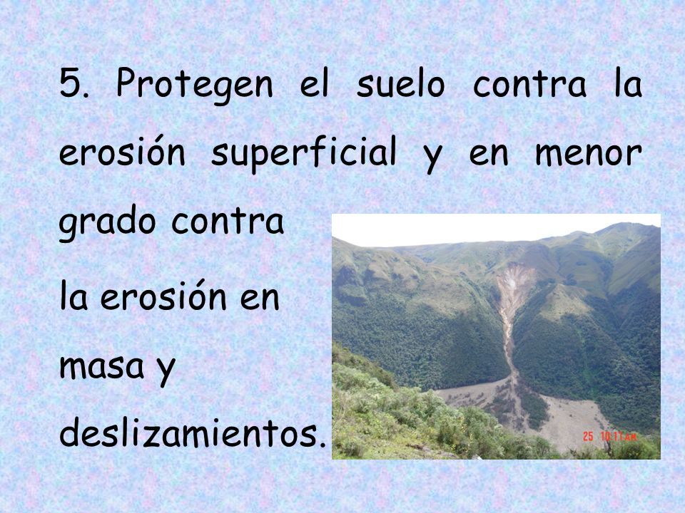 5. Protegen el suelo contra la erosión superficial y en menor grado contra