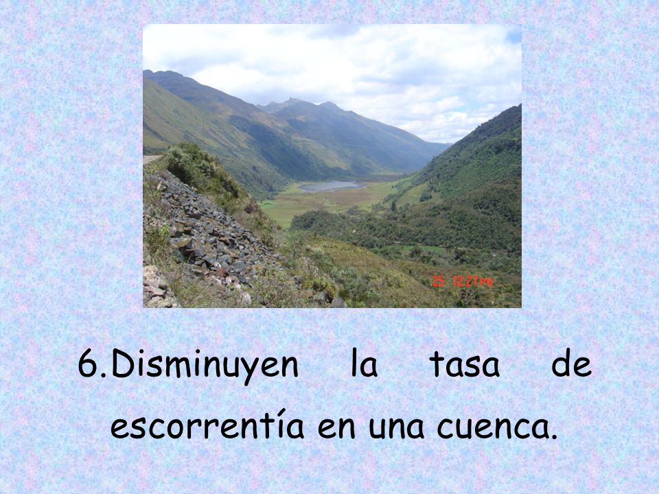 Disminuyen la tasa de escorrentía en una cuenca.