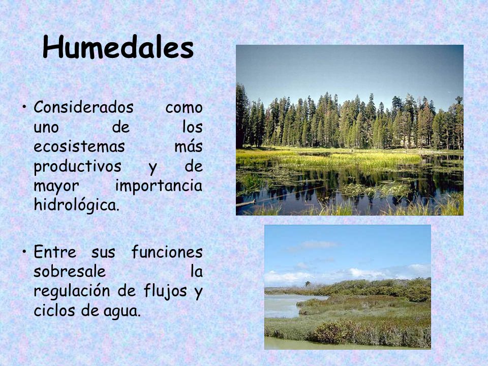 Humedales Considerados como uno de los ecosistemas más productivos y de mayor importancia hidrológica.