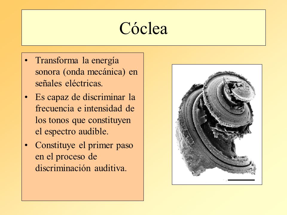 Cóclea Transforma la energía sonora (onda mecánica) en señales eléctricas.