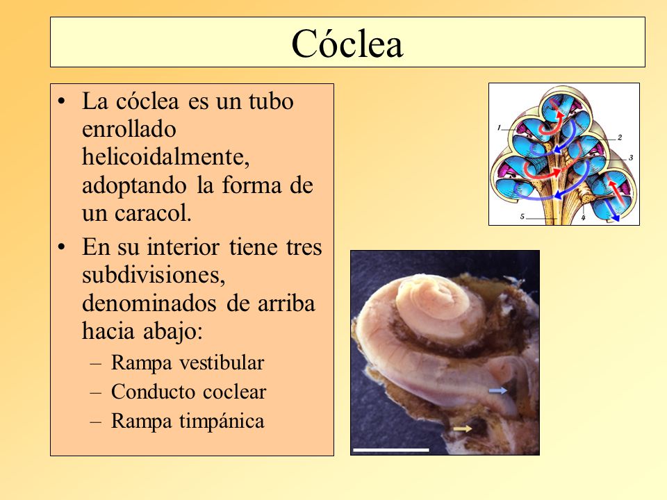 Cóclea La cóclea es un tubo enrollado helicoidalmente, adoptando la forma de un caracol.