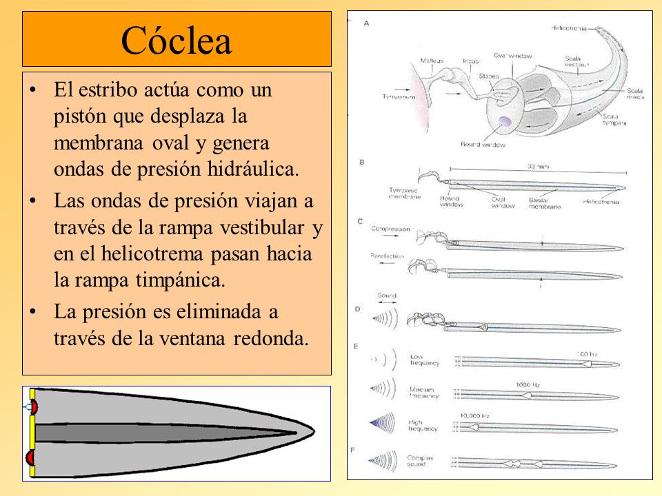 Cóclea El estribo actúa como un pistón que desplaza la membrana oval y genera ondas de presión hidráulica.