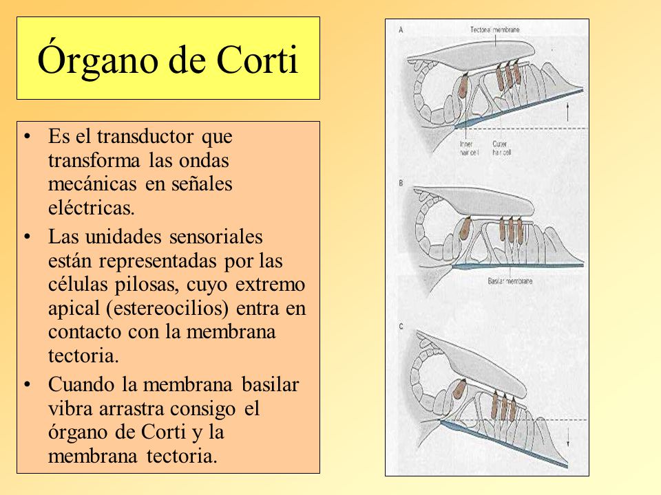 Órgano de Corti Es el transductor que transforma las ondas mecánicas en señales eléctricas.
