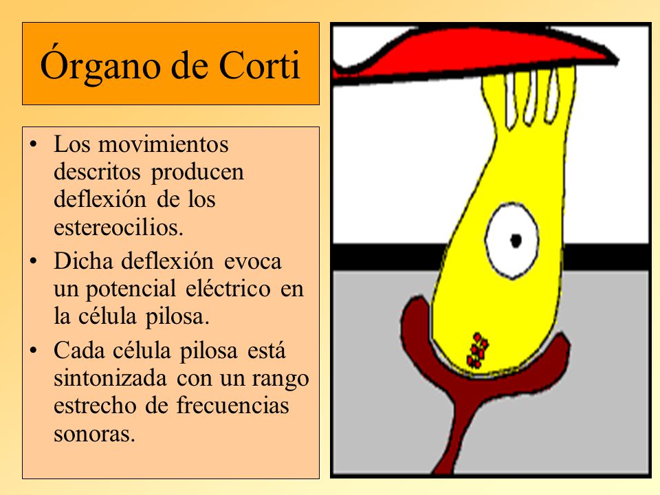 Órgano de Corti Los movimientos descritos producen deflexión de los estereocilios. Dicha deflexión evoca un potencial eléctrico en la célula pilosa.