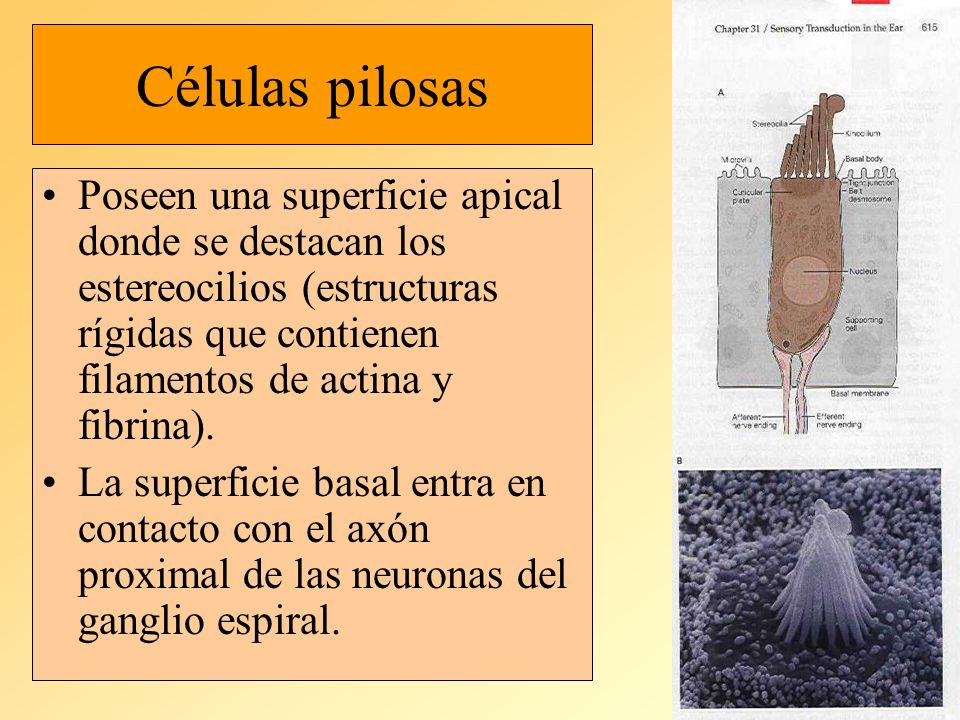 Células pilosas Poseen una superficie apical donde se destacan los estereocilios (estructuras rígidas que contienen filamentos de actina y fibrina).