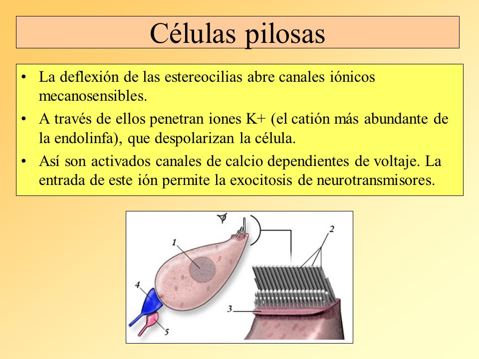 Células pilosas La deflexión de las estereocilias abre canales iónicos mecanosensibles.