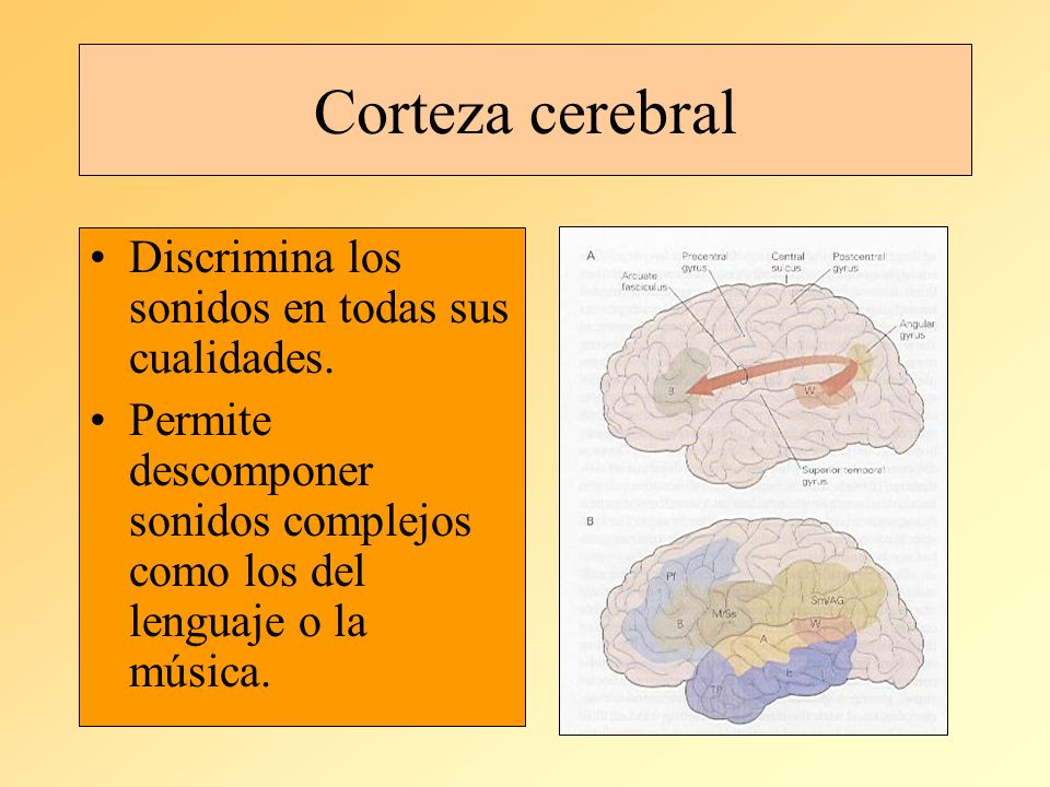 Corteza cerebral Discrimina los sonidos en todas sus cualidades.