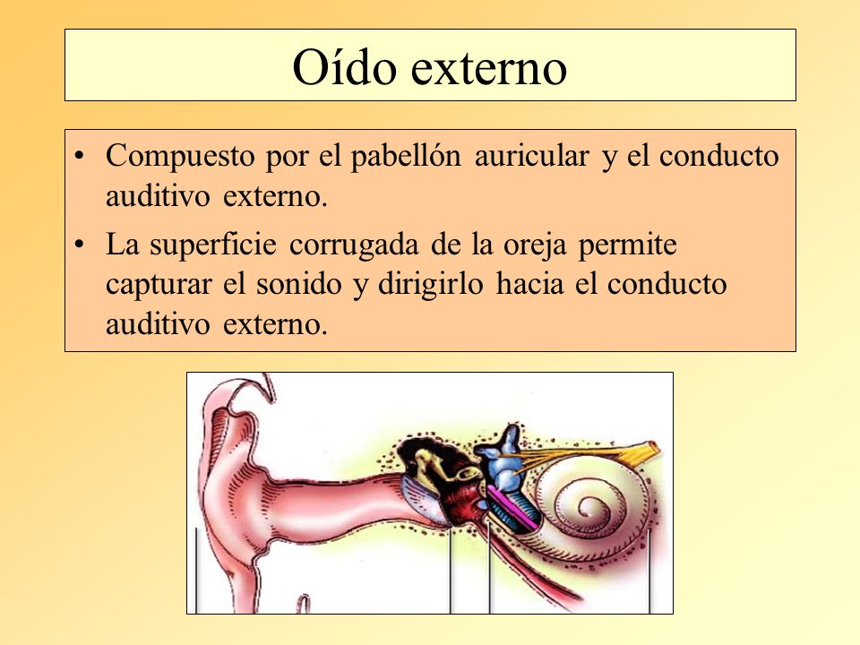 Oído externo Compuesto por el pabellón auricular y el conducto auditivo externo.