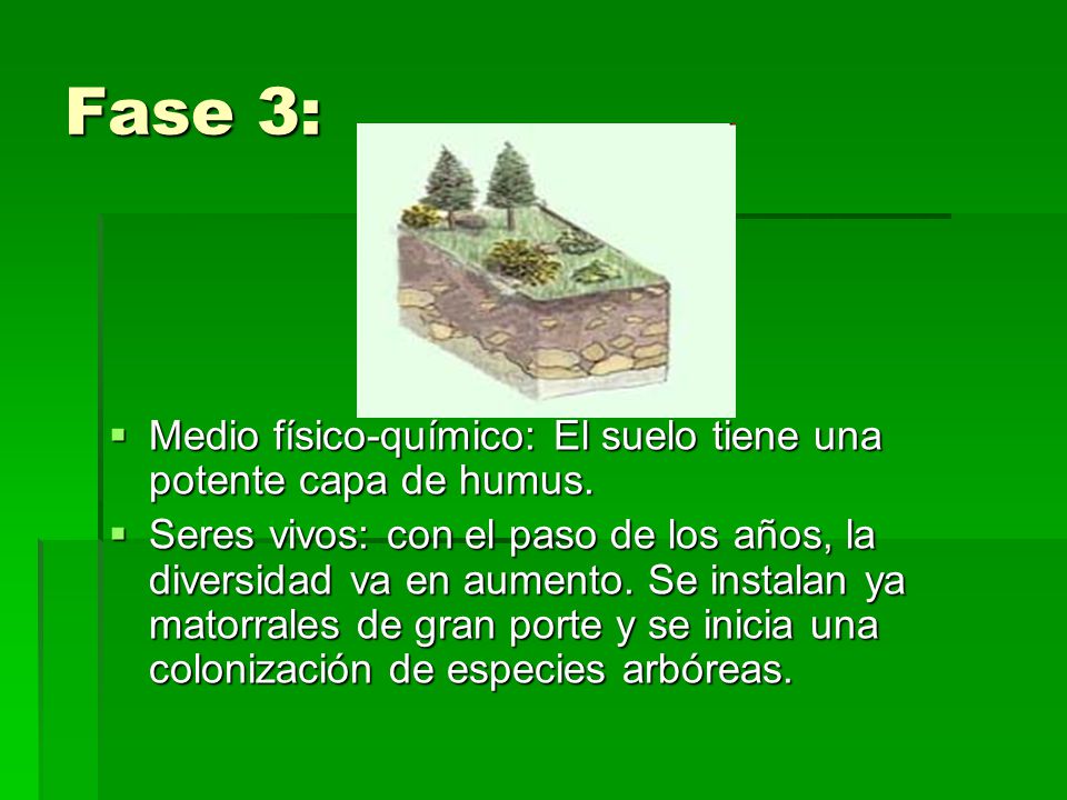 Fase 3: Medio físico-químico: El suelo tiene una potente capa de humus.