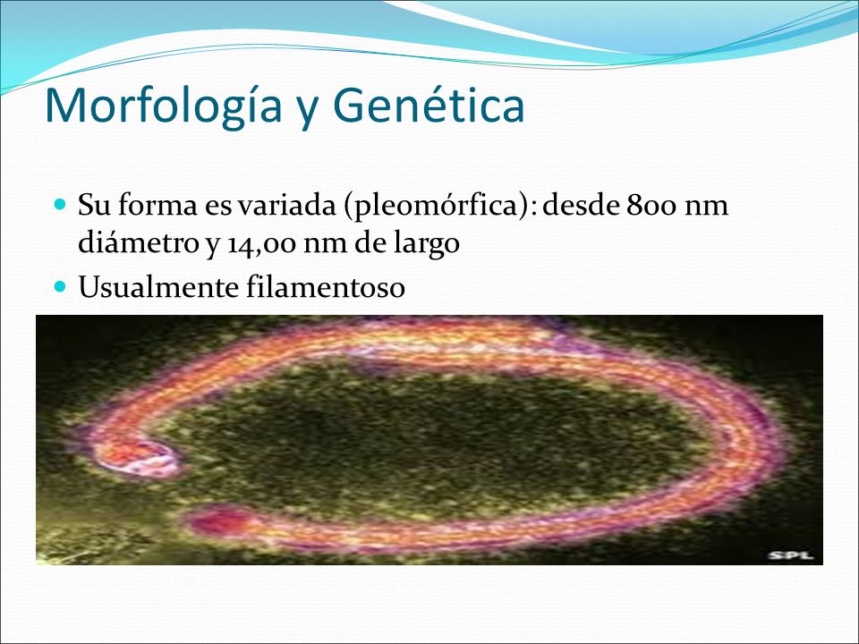 Morfología y Genética Su forma es variada (pleomórfica): desde 800 nm diámetro y 14,00 nm de largo.