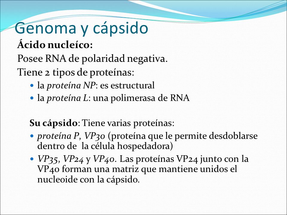 Genoma y cápsido Ácido nucleíco: Posee RNA de polaridad negativa.