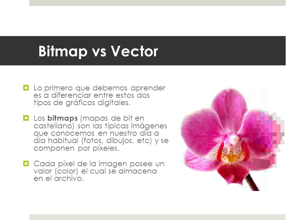 Bitmap vs Vector Lo primero que debemos aprender es a diferenciar entre estos dos tipos de gráficos digitales.