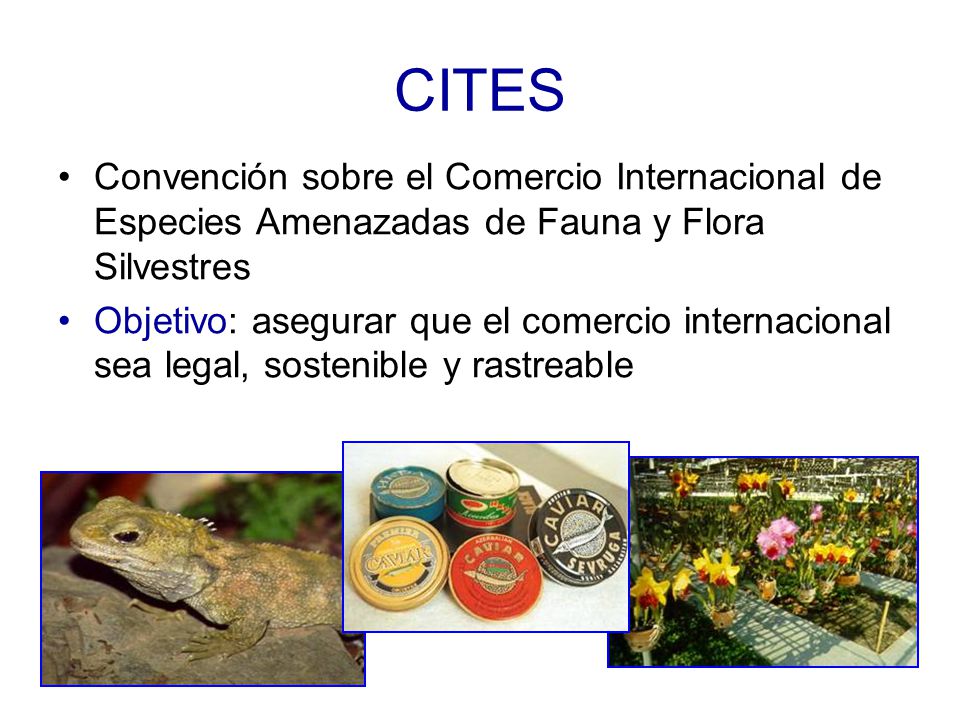 CITES Convención sobre el Comercio Internacional de Especies Amenazadas de Fauna y Flora Silvestres.