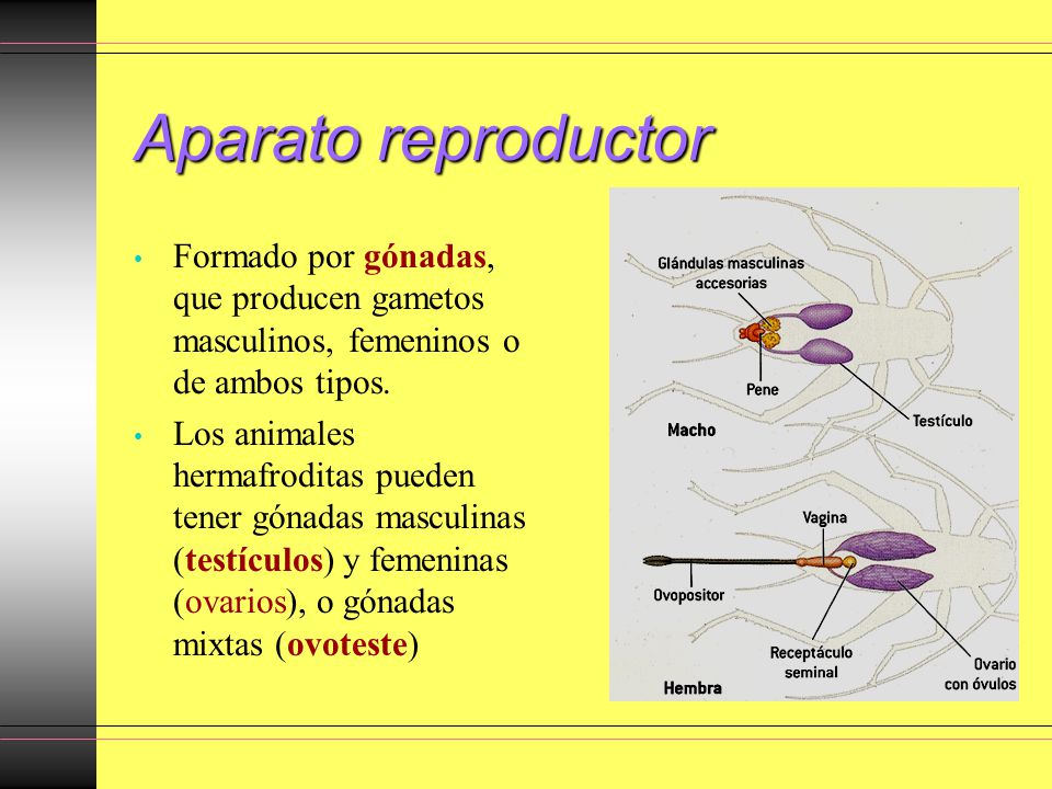 Aparato reproductor Formado por gónadas, que producen gametos masculinos, femeninos o de ambos tipos.